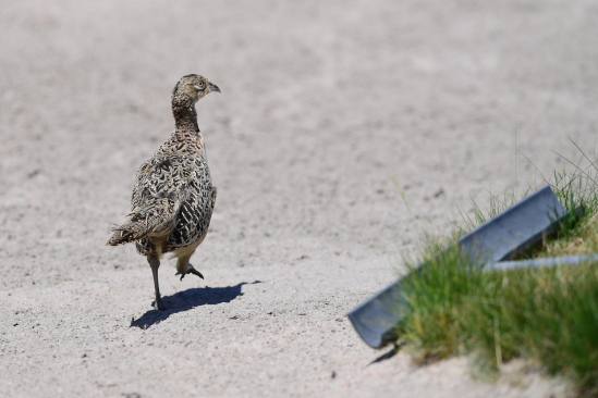 Zvířata budou mít v novém roce golfová hřiště často pouze pro sebe (foto: Ladislav Adámek)