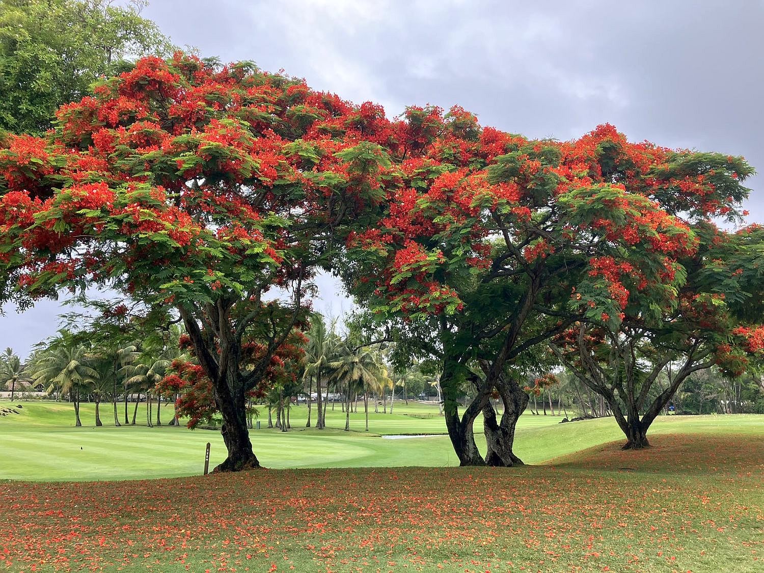 The Legend (foto: archiv autora).