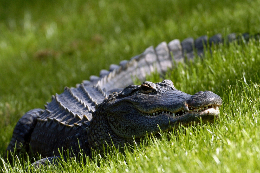 Obří aligátor na golfu (Foto: Getty Images Obří aligátor na golfu (Foto: Getty Images